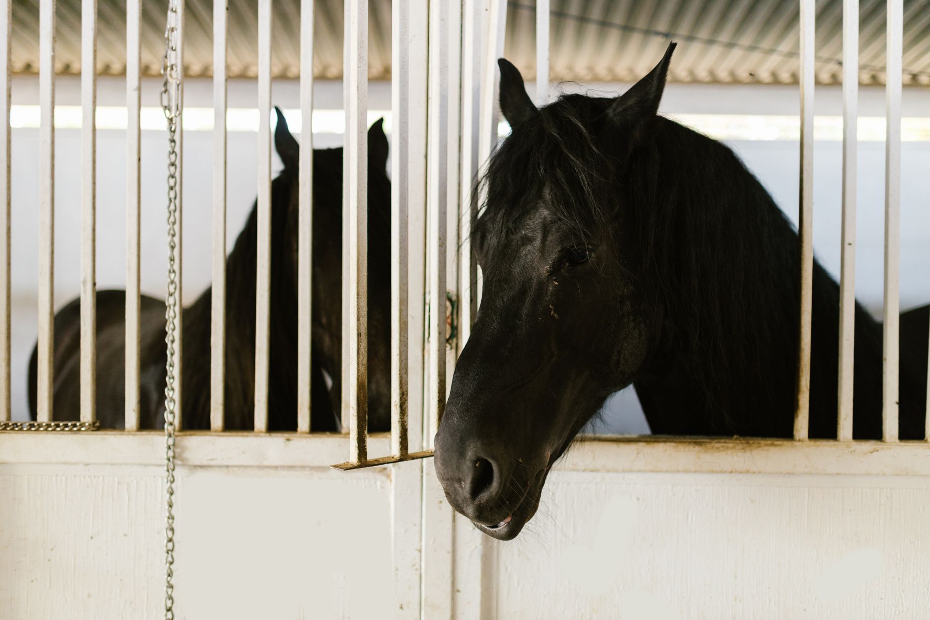Horses in stable at Chasing The Sun Stables