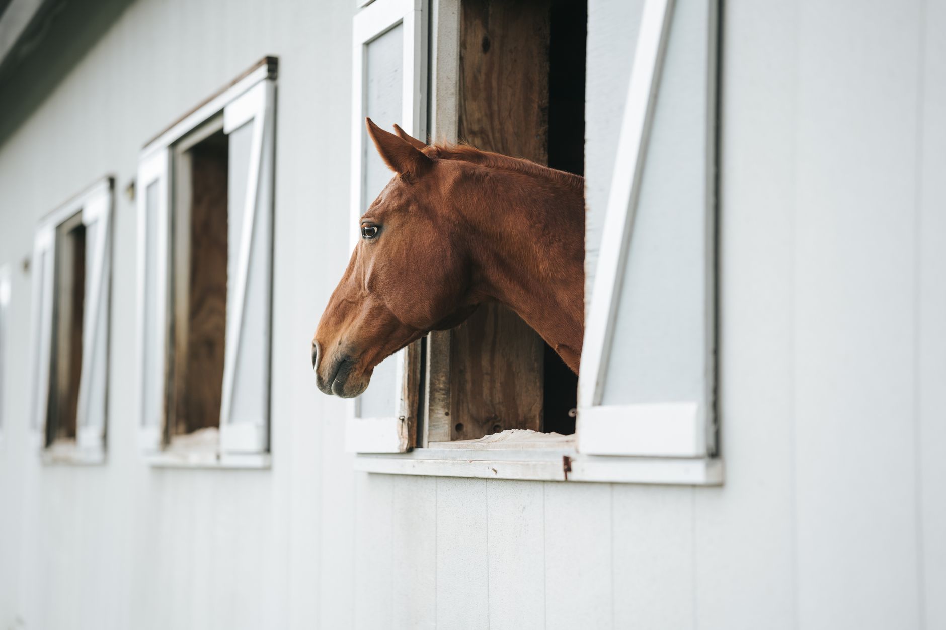 Horse at stable window