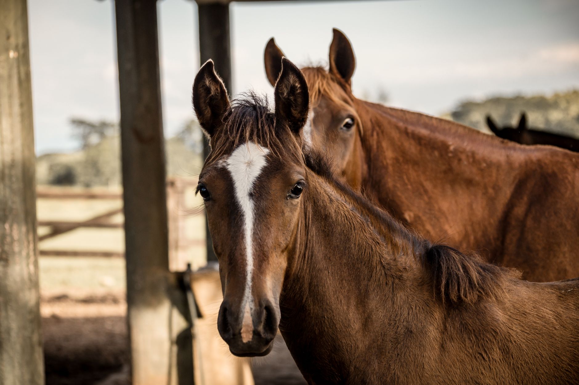 Horses in outdoor stable at Chasing The Sun