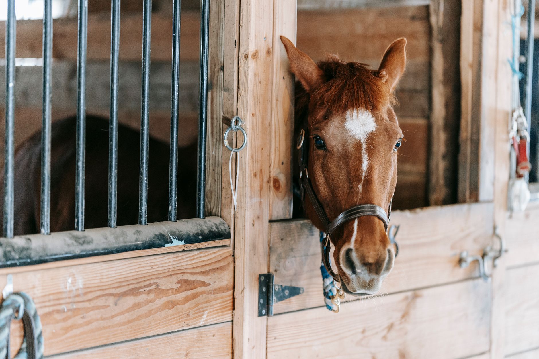 Horse in wooden stable