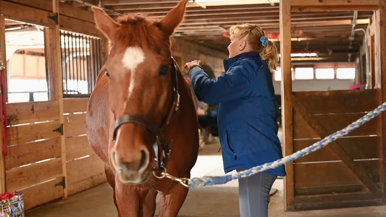 Horse being groomed in stable